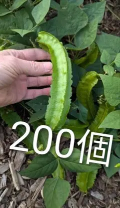 200個入り 四角豆の種 200粒 うりずん wing beanのサムネイル