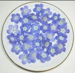 ネモフィラ ドライフラワー 花材