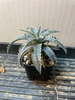 Dyckia Hu-5 × Tracking code FBB 交配実生株 - メルカリ