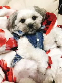 ナイキ　スニーカー　 Air Jordan 1 デニム 抽選品！