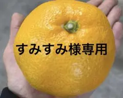 有田みかん　純宝丸　訳あり不知火 サイズ混合9㎏〜10㎏入り