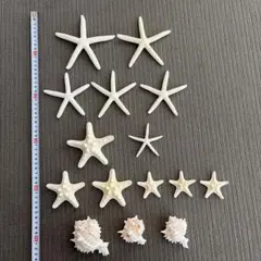 ハワイ購入天然ヒトデ＆貝殻15点 大サイズありインテリア・ウェディング・撮影小物