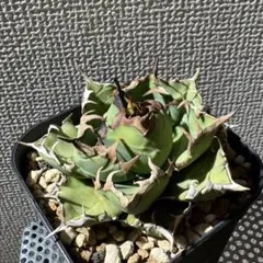 2025年最新】姫厳龍の人気アイテム - メルカリ