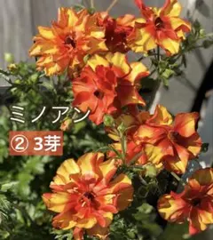 2025年最新】ラナンキュラス ラックス苗の人気アイテム - メルカリ