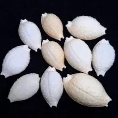 《貝殻》ベトナム離島産 イボダカラ 10個セット② 貝殻標本　タカラガイ