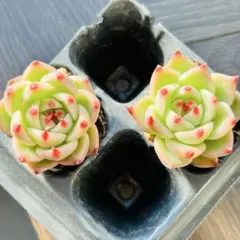 NEW❗️ 【レア種】大人気エケベリア　韓国苗　トスカネリ2苗セット　多肉植物❣️