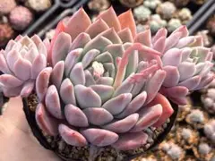 Hiroko様 リクエスト 2点 まとめ商品