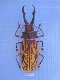 ボンバックス　特大株　横幅30cm バキバキ ボンバックス 特大株 横幅30cm バキバキ - メルカリ