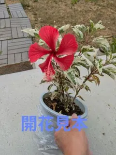 ブーゲンビリア No151 らくらくメルカリ便発送‼️ - メルカリ