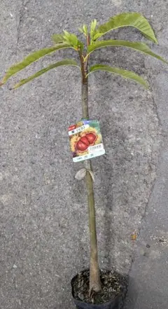 2025年最新】栗盆の人気アイテム - メルカリ