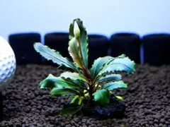 ブセファランドラ『ラマンダウ』【半水中葉】溶岩石活着株