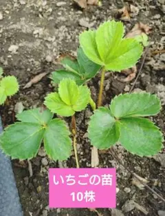 いちごの苗　10株　根付き苗　ネコポス　匿名配送　54