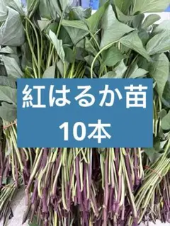 紅はるか切り苗 20本 茨城県産 PVP付き - メルカリ