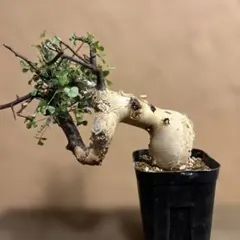 2025年最新】コミフォラ カタフの人気アイテム - メルカリ