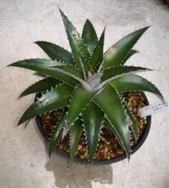 John doe様 リクエスト 2点 まとめ商品