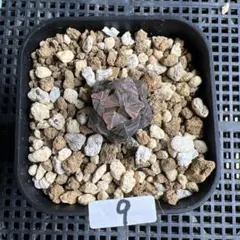 あ*す様 9 ハオルチア・ハオルシア　オブツーサ錦 水中月錦