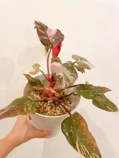 2025年最新】フィロデンドロンピンクプリンセスの人気アイテム - メルカリ