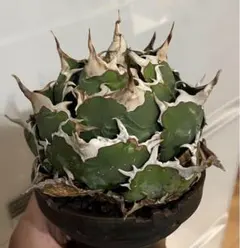 2025年最新】アガベ チタノタ セットの人気アイテム - メルカリ