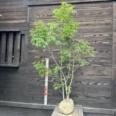 超逸品。ヤマボウシ本株立ち2.4M(鉢底から) 超逸品。ヤマボウシ本株立ち2.4M(鉢底から) - メルカリ