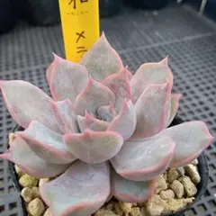 コロラータルーフ×中里リンゼアナ コキリノさん苗 多肉植物 - メルカリ