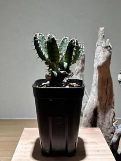 2026年最新】ユーフォルビアムランジーナの人気アイテム - メルカリ