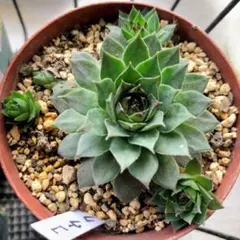 2026年最新】センペルの人気アイテム - メルカリ