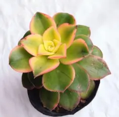 2026年最新】多肉植物アエオニウム夕映え抜き苗の人気アイテム - メルカリ