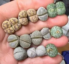 上　レア　新商品　多肉植物　リトープス　コノフィツム　カラフルセット　バーゲン