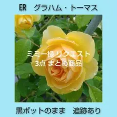 ミミー様 リクエスト 3点 まとめ商品　グラハム　アイス　マダム