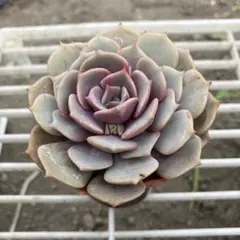 ココ様 リクエスト 2点 まとめ商品