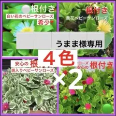 うままさん 多肉断捨離中！様 リクエスト 3点 まとめ商品