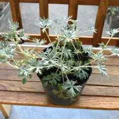 挿し木用 カット枝 （1本） コヘンルーダ 香り ハーブ 観葉植物 - メルカリ