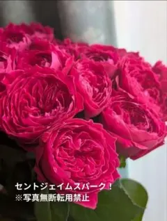 今週のオトク】激レア♡切花バラ苗ST.Jame Park 10 - メルカリ