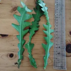 はな様 リクエスト 2点 まとめ商品