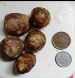 赤菊芋　白菊芋の種芋　栽培期間中農薬不使用　スーパーフード