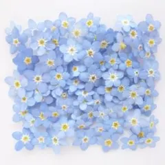 ◆ねこハチ◆【ドライフラワー】勿忘草/わすれな草/忘れな草（929） ◇ねこハチ様専用◇【ドライフラワー】勿忘草/わすれな草/忘れな草