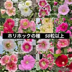 ホリホック　タチアオイの種
