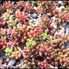 meiyoujishichuan57様 リクエスト 3点 まとめ商品