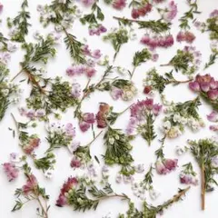 エリカの押し花