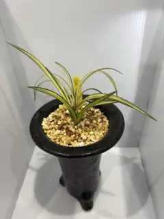 春蘭　韓国春蘭　栄光No.9 2025年最新】韓国春蘭の人気アイテム - メルカリ