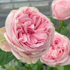 バラ苗(入手困難切り花種) 激レア種 接ぎ木苗 和バラ (大きめ良苗