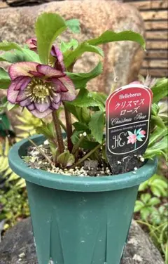 丈夫な古株　開花中 株分け