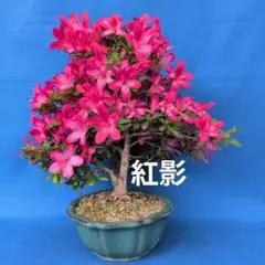 さつき 盆栽 【紅影】紅紫色の花 緑色鉢 - メルカリ