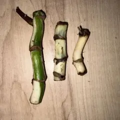 モンステラ　ホワイトタイガー　茎　3個セットのサムネイル