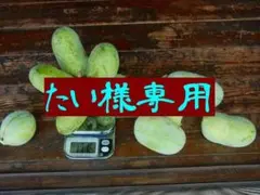 2025年最新】いちぢく穂木 ゴールデンリバーサイドの人気アイテム