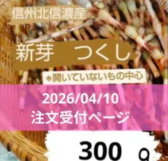 【注文受付】新芽つくし 300g 信州北信濃産