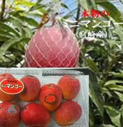 ATM不可 今季最後 摘果マンゴー 青マンゴー 2.5kg 200g以上 | Mercari