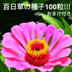 りんごちゃん様 リクエスト 5点 まとめ商品