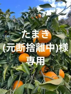 ※たまき(元断捨離中)様専用　カラマンダリン、セミノール　4kg