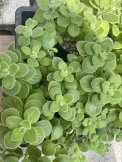 アロマティカス　多肉植物　カット苗　5カットのサムネイル